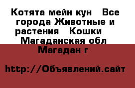 Котята мейн кун - Все города Животные и растения » Кошки   . Магаданская обл.,Магадан г.